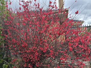 Chaenomeles 'Red' Flowering Quince 6" Pot
