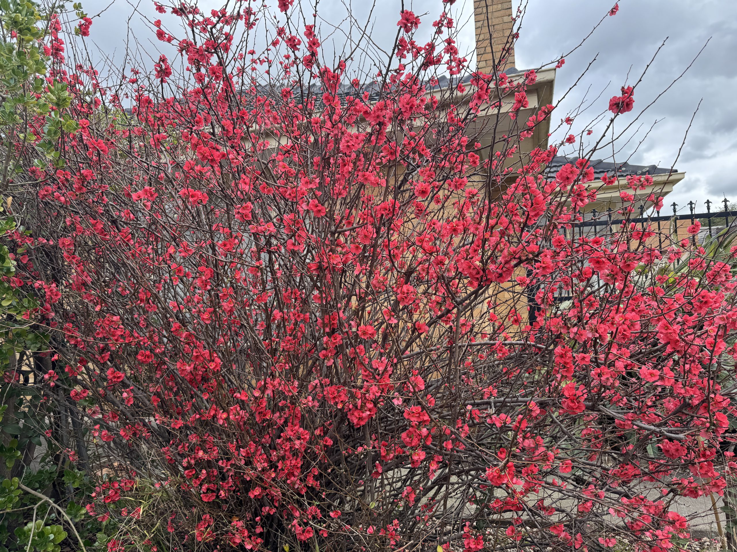 Chaenomeles 'Red' Flowering Quince 6" Pot