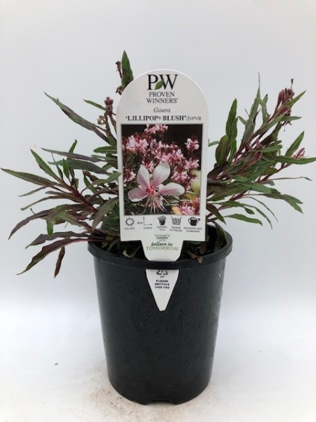 A potted Gaura 'Freefolk Rosy' Butterfly Bush in a black 6" container, with a Proven Winners label detailing the plant type and a picture of its flowers, reminiscent of the elegance found in 'Lillipop Blush' varieties.