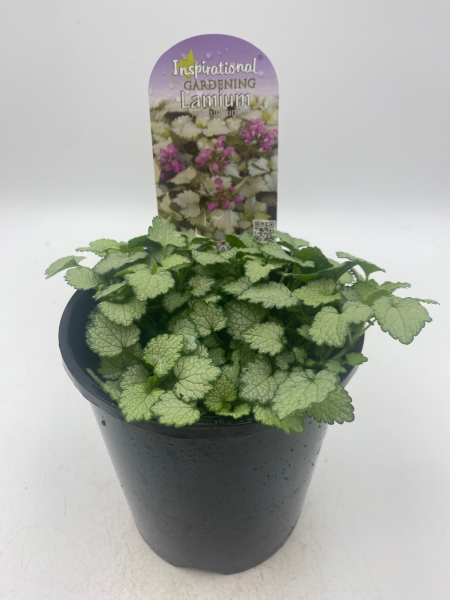 A potted Lamium 'Ghost' 6" Pot plant with green and silver variegated leaves. A label behind the pot reads "Inspirational Gardening Lamium.
