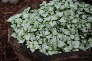 A wooden planter filled with dense, green and white variegated foliage.