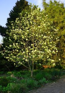 A blooming tree with white flowers stands in a lush garden, surrounded by greenery and other plants.