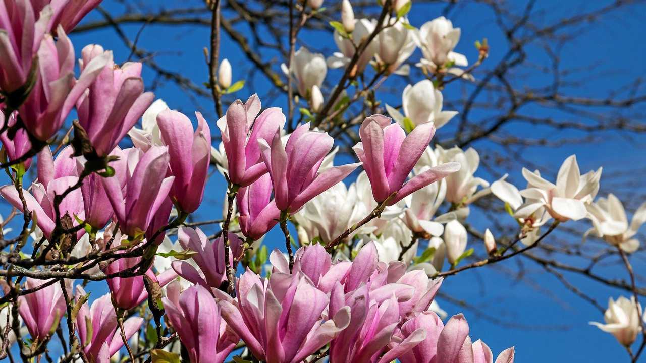 A blooming magnolia tree with pink and white flowers graces the clear blue sky, showcasing one of the best plants for incredible fragrance.