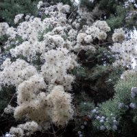 The Melaleuca 'Seafoam' Paperbark Myrtle in a 6" pot features clusters of white, snow-like moss growths nestled among its green foliage and adorned with small, dark berries.