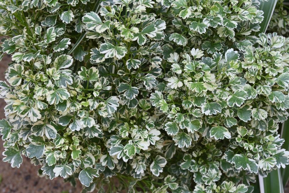 Close-up of lush foliage from a plant with green and white variegated leaves.