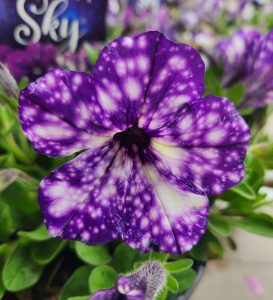 Close-up of a purple petunia with white speckles, set among green leaves and Anigozathos 'King's Park Federation Flame™' Kangaroo Paw 15cm Pot blooms in the background.