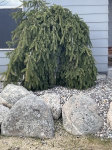 A Picea 'Norway Spruce' (Weeping) 24" Pot, with its drooping branches, is surrounded by rocks and mulch in front of a gray building with horizontal siding.