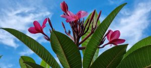 Close-up of a cluster of Plumeria 'Pink Sensation' Frangipani 8" Pot flowers with green leaves against a blue sky scattered with white clouds.