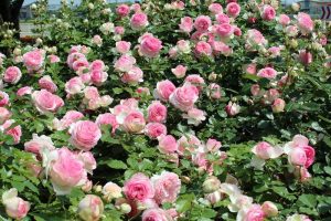A dense bush covered in numerous pink roses in full bloom.