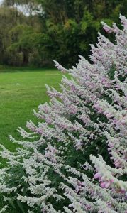 Close-up of lavender plants in a field, with green grass and trees in the background. The lavender blooms are dense and slightly pinkish in color.