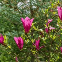 Pink magnolia flowers in bloom on thin branches, surrounded by green foliage.