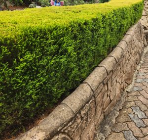 A stone path winds gently with a stone wall on the right and a manicured hedge on the left. Behind the hedge, glimpses of Jacaranda 'Bonsai Blue' (PBR) in a 20" pot add a burst of color to the serene landscape.