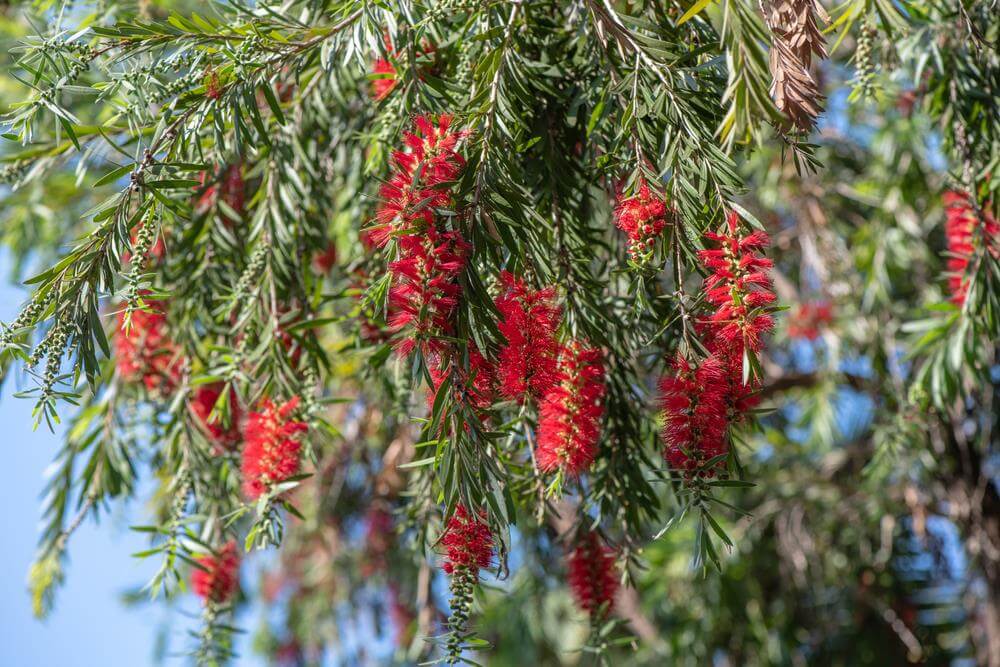 The Callistemon viminalis 'Weeping Bottlebrush' 20cm Pot features arching branches with elongated green leaves and clusters of bright red, brush-like flowers that hang gracefully.