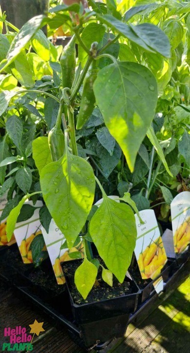 Capsicum 'Siam' Chilli Pepper plants, showcasing vibrant green leaves and dew-kissed peppers, thrive in small black pots with plant labels.