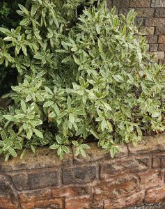 A Jacaranda 'Bonsai Blue' (PBR) in a 20" pot elegantly sprawls over a stone wall, its variegated green leaves forming a lush tapestry.