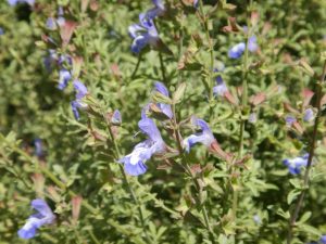 Salvia muirii 'Cape Sage' in a 10cm pot features small purple-blue flowers and dense green foliage, shown here basking in natural sunlight.