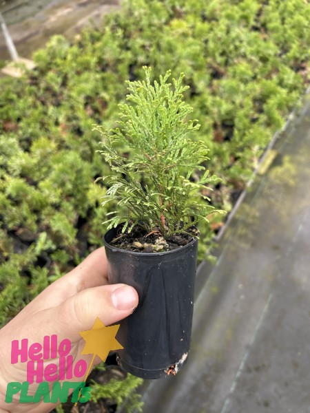 A hand holding a small potted Thuja 'Smaragd' Conifer 3" Pot in a nursery with many similar plants in the background. The image features a "Hello Hello Plants" logo in the corner.