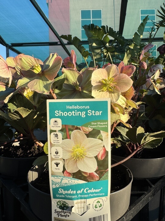 Helleborus 'Shooting Star' Hellebore