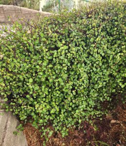 Dense green foliage with small round leaves forms a hedge next to a stone structure, enhanced by the elegant Jacaranda 'Bonsai Blue' (PBR) 20" Pot, adding purple blooms to the lush scene.