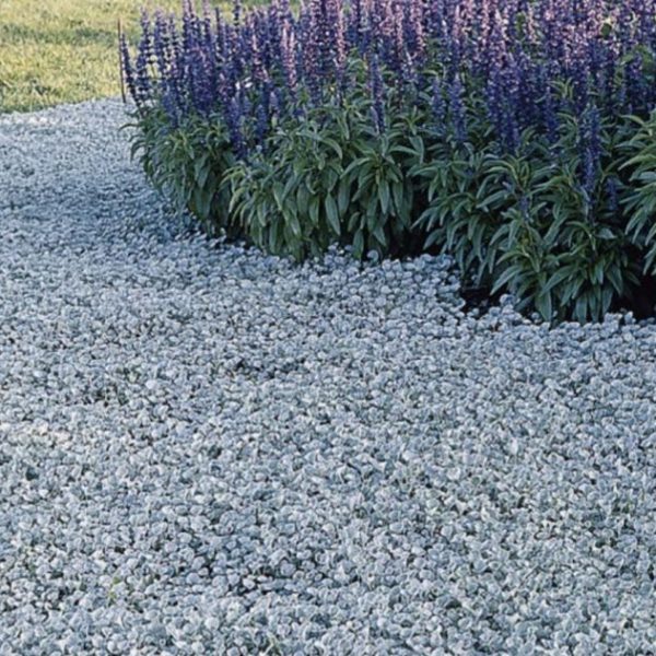 A garden bed features a dense cover of light-colored small flowers in the foreground and a cluster of tall, purple flowers with lush green foliage in the background, providing the perfect setting to showcase some of the best magnolias.