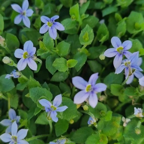 Close-up of a cluster of small, light purple flowers with green leaves in a garden, showcasing nature's best magnolias.