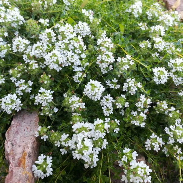 Close-up of a low-growing herbaceous plant with numerous small white flowers, surrounded by small rocks and soil, offering a glimpse of nature's simplicity that complements even the best magnolias in your garden.