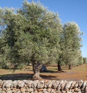 A field with evenly spaced olive trees, bordered by a low stone wall, and set against a clear blue sky, evokes the tranquility of nature. It's almost as serene as learning how to water indoor plants properly.