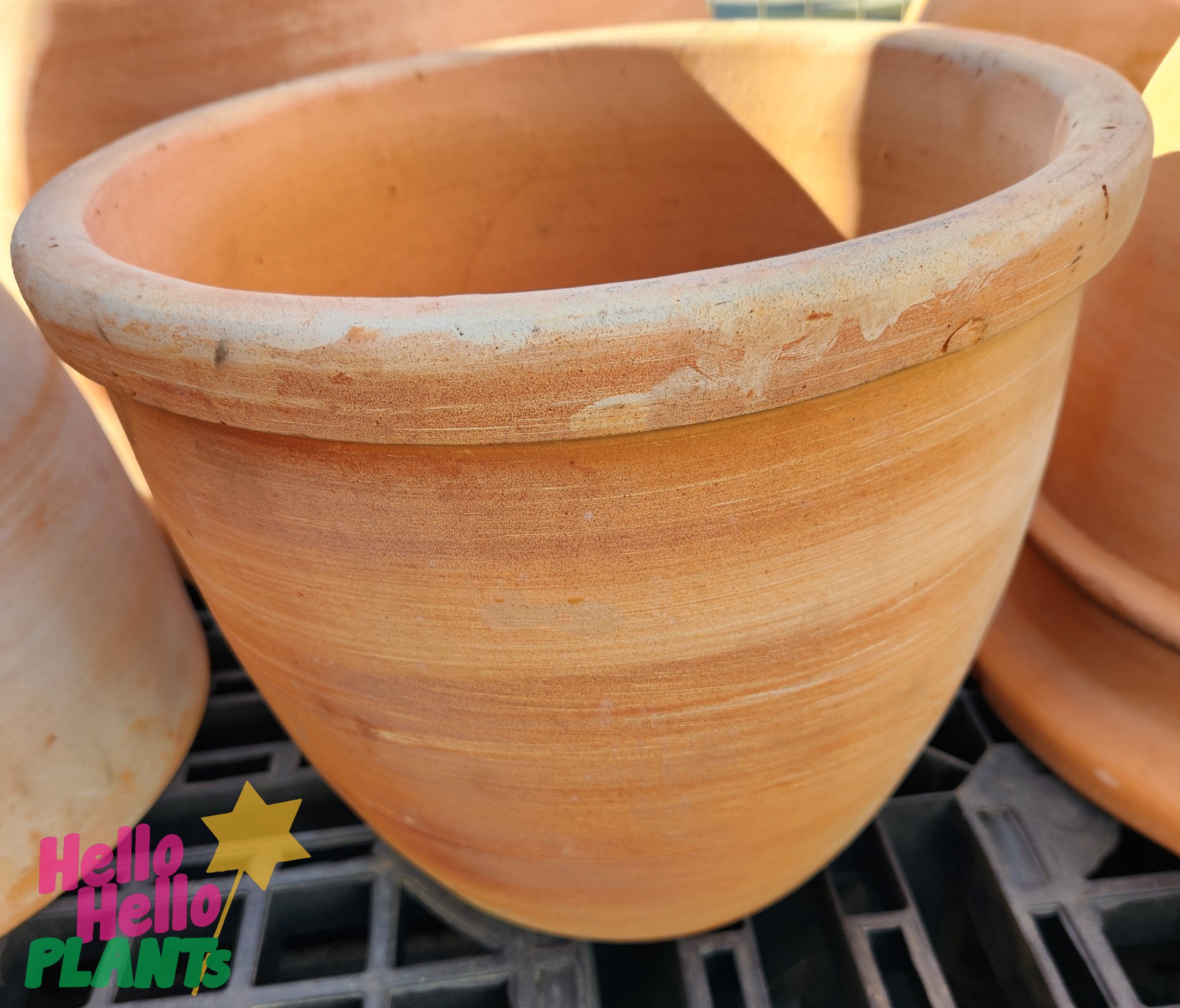 A close-up of a Terracotta Rim Egg Traditional XL 48x40cm pot sits on a black plastic surface, with "Hello Hello Plants" visible in the bottom left corner.