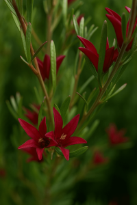 Close-up of Crowea 'Star Blush' Waxflower in a 6" pot, featuring deep red star-shaped blooms and slender green leaves, set against a blurred green background.