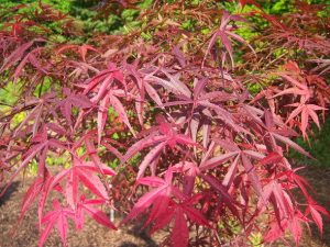 Image shows digital distortion with horizontal red, yellow, and orange lines partly obscuring an Acer 'Red Pygmy' Japanese Maple in a 13" pot.