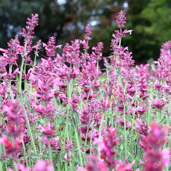 Field of purple wildflowers with tall, thin stems and clustered blooms, set against a blurred green and brown background.