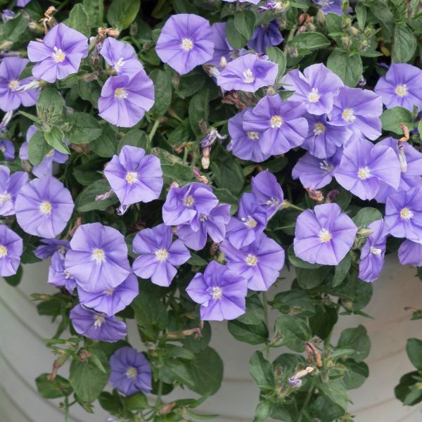 A cluster of vibrant purple flowers with green leaves overflowing from a white planter.