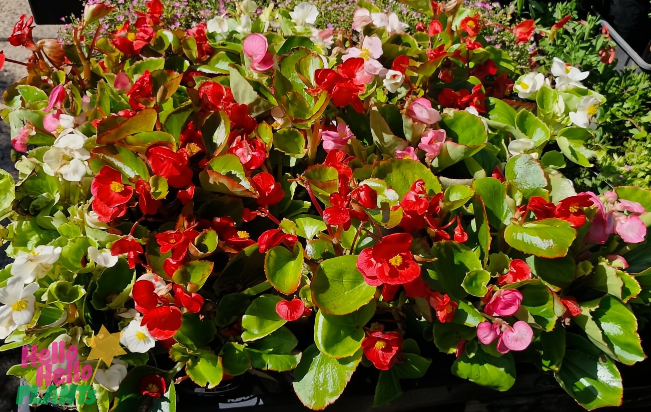 A cluster of vibrant red, pink, and white Begonia 'Fairlady Mix' blooms with green leaves basks in sunlight.