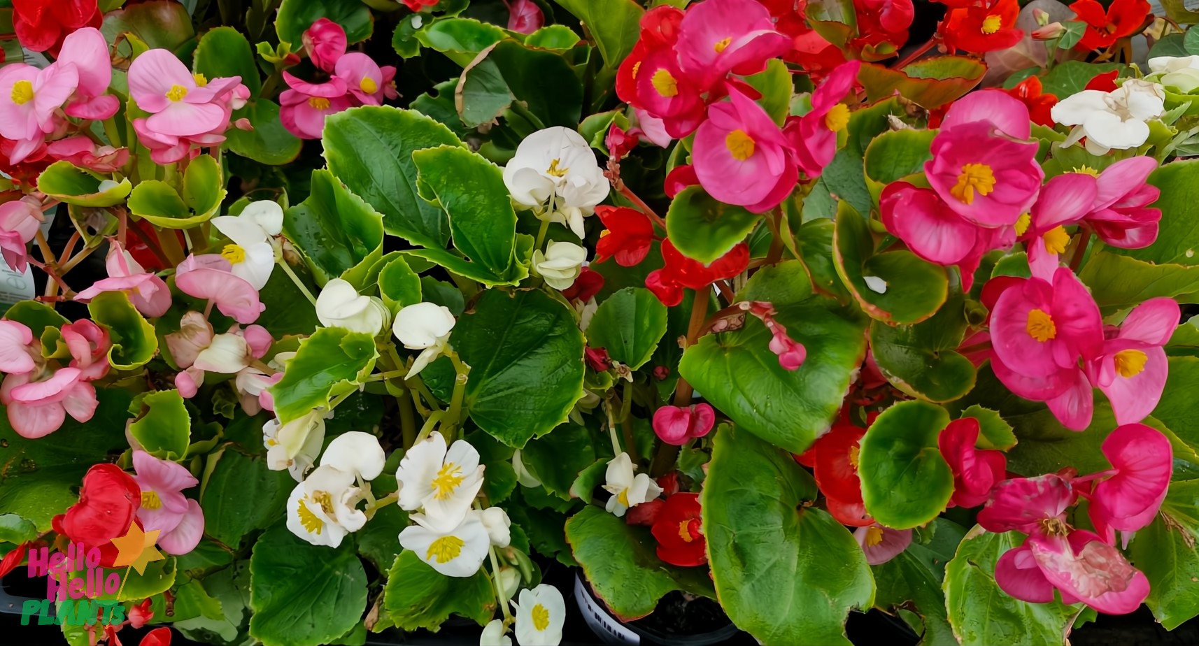 The Begonia 'Fairlady Mix' 4" Pot features a stunning array of pink, red, and white blossoms nestled among lush green leaves.