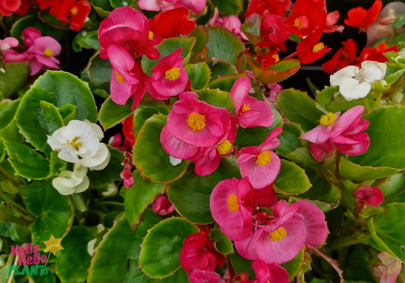 The Begonia 'Fairlady Mix' 4" Pot boasts vibrant pink, red, and white petals surrounded by lush green leaves.