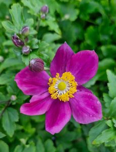 The Anemone Fantasy™ 'Ariel' Windflower 6" Pot showcases a vibrant pink and yellow blossom with a central green stamen, surrounded by lush green foliage.