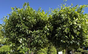 Two Ficus hillii 'Koh' trees in 6" pots stand side by side with lush green foliage against a clear blue sky, and a small white sign appears at the bottom right-hand corner.