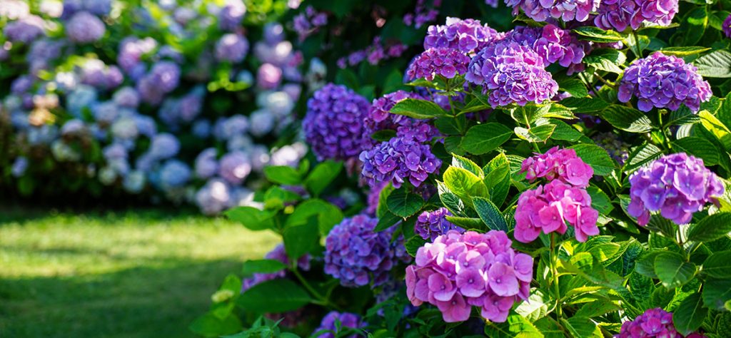 Vibrant pink and purple hydrangeas thrive in a sunlit garden, reminiscent of a beautifully curated plant nursery, surrounded by lush green leaves.