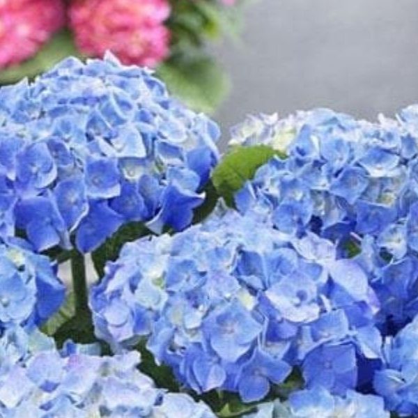 A cluster of vibrant blue hydrangea flowers in the foreground stands out, with pink blossoms and lush greenery creating a soft blur in the background, reminiscent of a picturesque garden during a rose clearance sale.