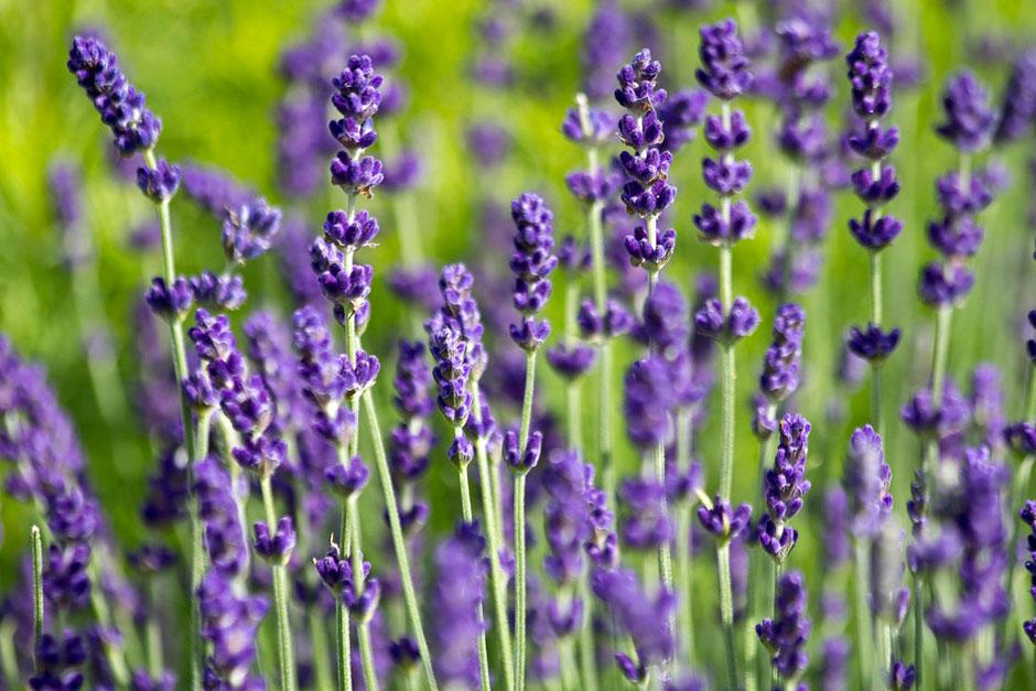 A close-up of blooming lavender plants showcases their vibrant purple flowers and lush green stems, offering a picturesque lawn alternative.
