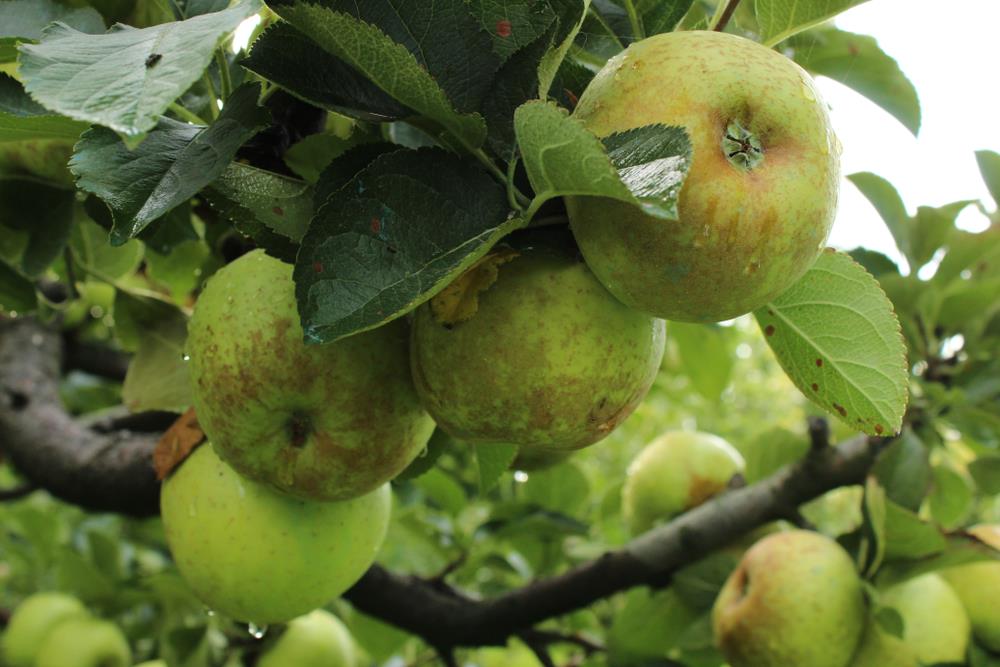 Golden-hued King Of The Pippins apples dangle enticingly from a branch, nestled amongst lush leaves in the serene orchard, showcasing the beauty of Malus 'King Of The Pippins' Apple 10" Pot in its prime.