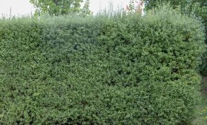 Dense green hedge with small leaves, set against the backdrop of taller trees in the background.