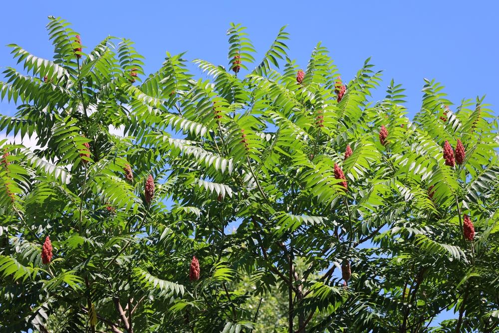The Rhus 'Staghorn Sumac' in an 8" pot showcases its vibrant green foliage and striking red flower clusters against a clear blue sky.