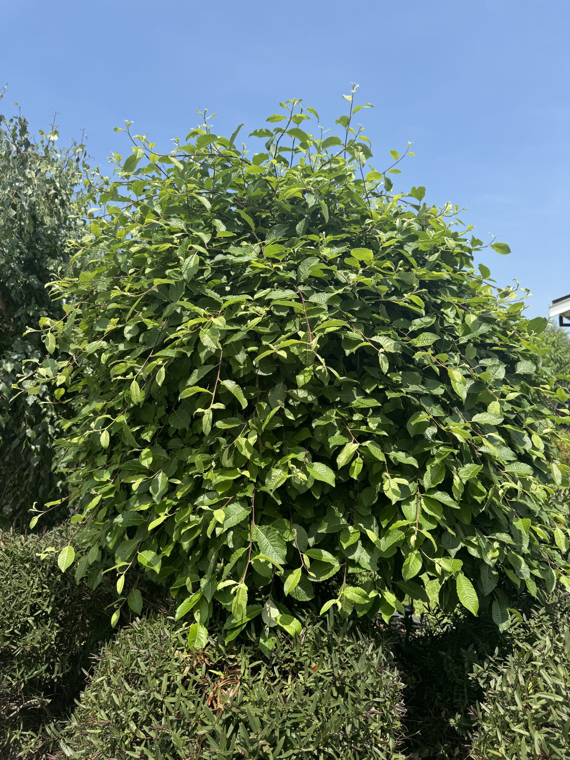 A dense Salix 'Celtic Cascade' in a 24" pot (1.8m tall) with green leaves stands outdoors under a clear blue sky, surrounded by other bushes.