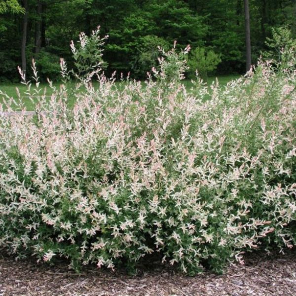 A dense bush with light green leaves and pink tips, set against a background of grass and trees.