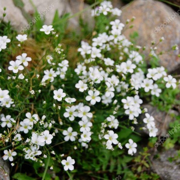Small white wildflowers surrounded by green foliage and large rocks.