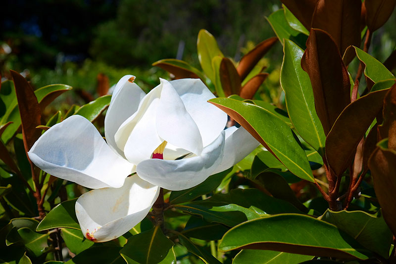 In a serene Hamptons garden, a white magnolia flower blooms amidst the lush green leaves.