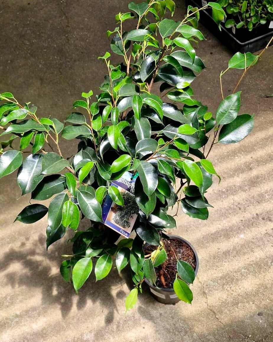 The Ficus 'Midnight Beauty' in a 7" pot, with its glossy green leaves, sits elegantly on a concrete surface, partially shaded by sunlight.