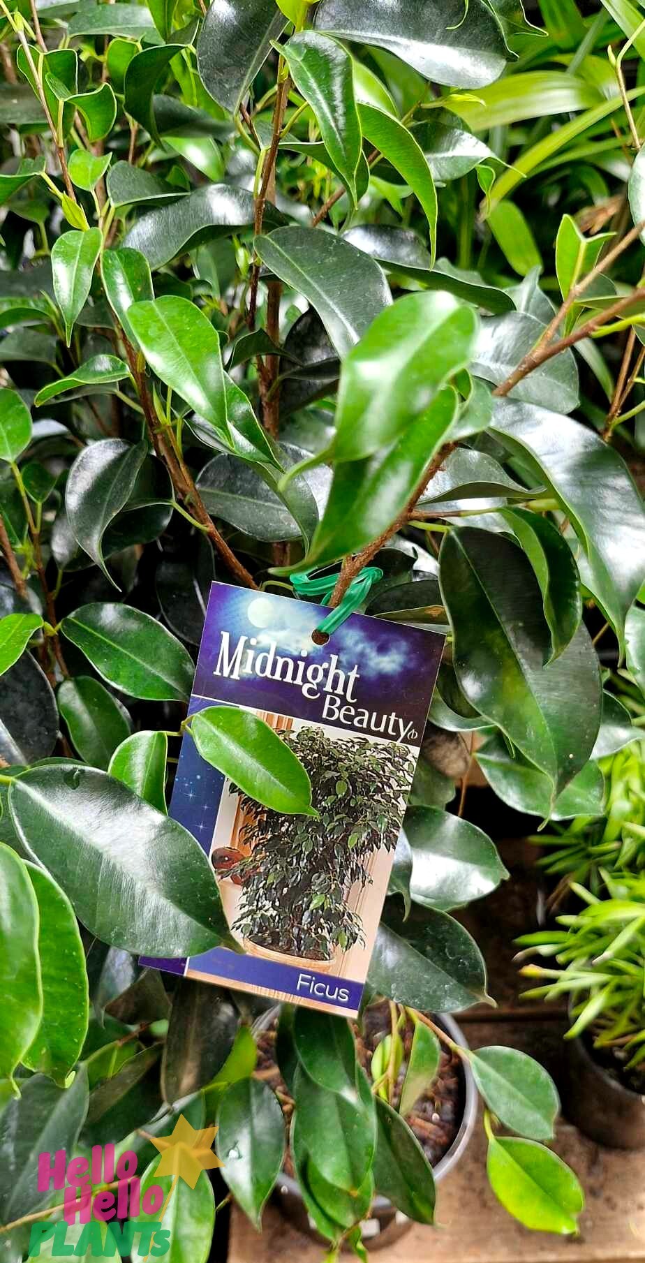 A stunning Ficus 'Midnight Beauty' in a 7" pot is showcased gracefully among other lush greenery.
