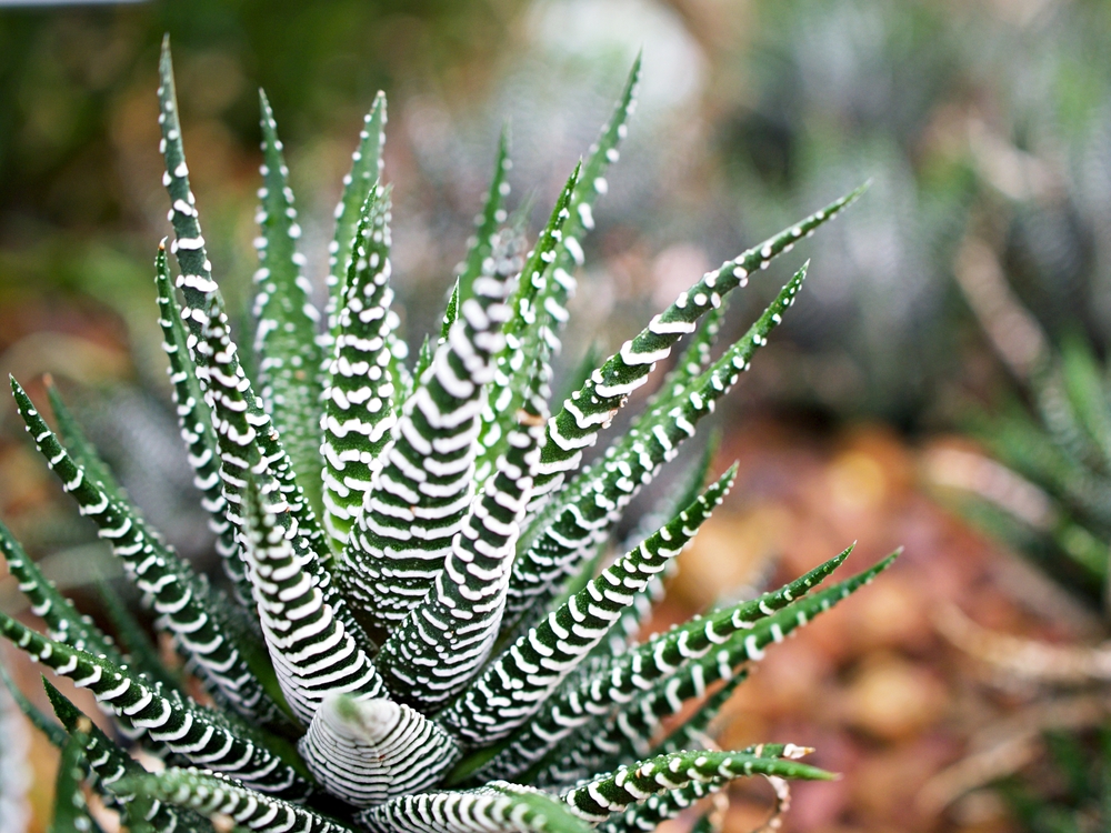 A close-up captures the Haworthia 'Zebra' Plant in a 6" pot, showcasing its green leaves embellished with vivid white horizontal stripes. The blurred rocks in the background enhance the depth of this captivating scene.